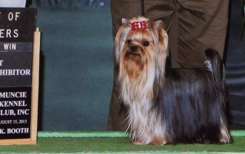 yorkie show dogs gallery of our akc terriers yorkie show dogs gallery of our akc terriers