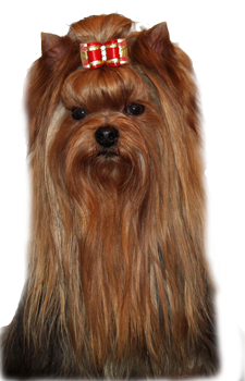 yorkie puppies for sale in grand rapids michigan terrier puppies grand rapids mi photo yorkie puppies for sale in grand rapids michigan terrier puppies grand rapids mi photo