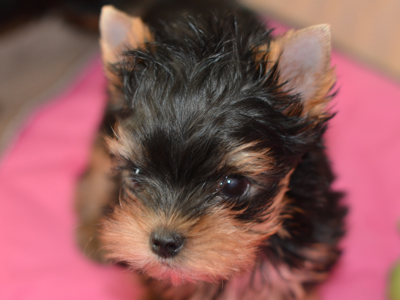 yorkshire terrier breeder near me