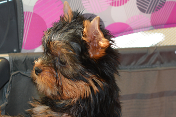 yorkie playpen yorkie puppies for sale artistry yorkies yorkie playpen yorkie puppies for sale artistry yorkies