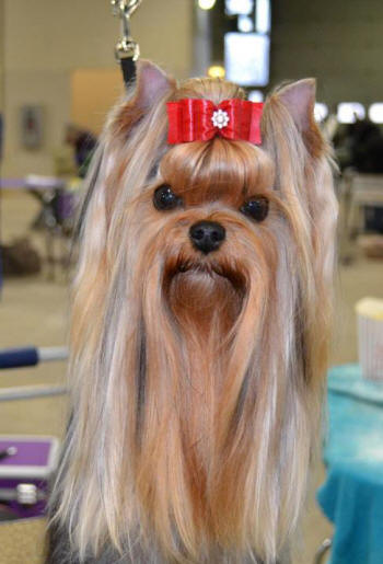 yorkie grooming tips yorkie grooming techniques and how to give a yorkie hair cut yorkie grooming tips yorkie grooming techniques and how to give a yorkie hair cut
