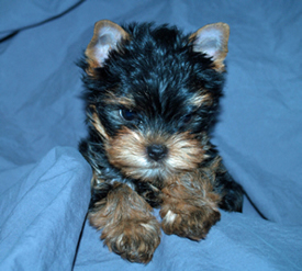 buy a yorkie