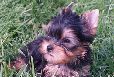 yorkie named LJ resting