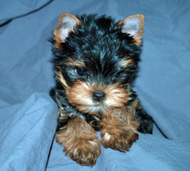 Yorkie Puppy Picture