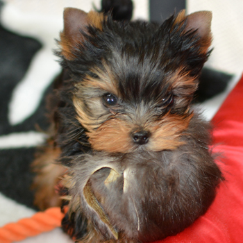 Teacup Maltipoo puppies & yorkie - Dog Breeder in Portland