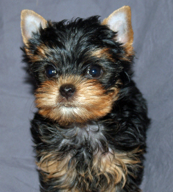 Yorkie Breeders puppies