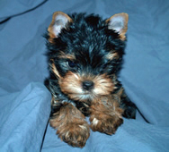 yorkie puppy perked 